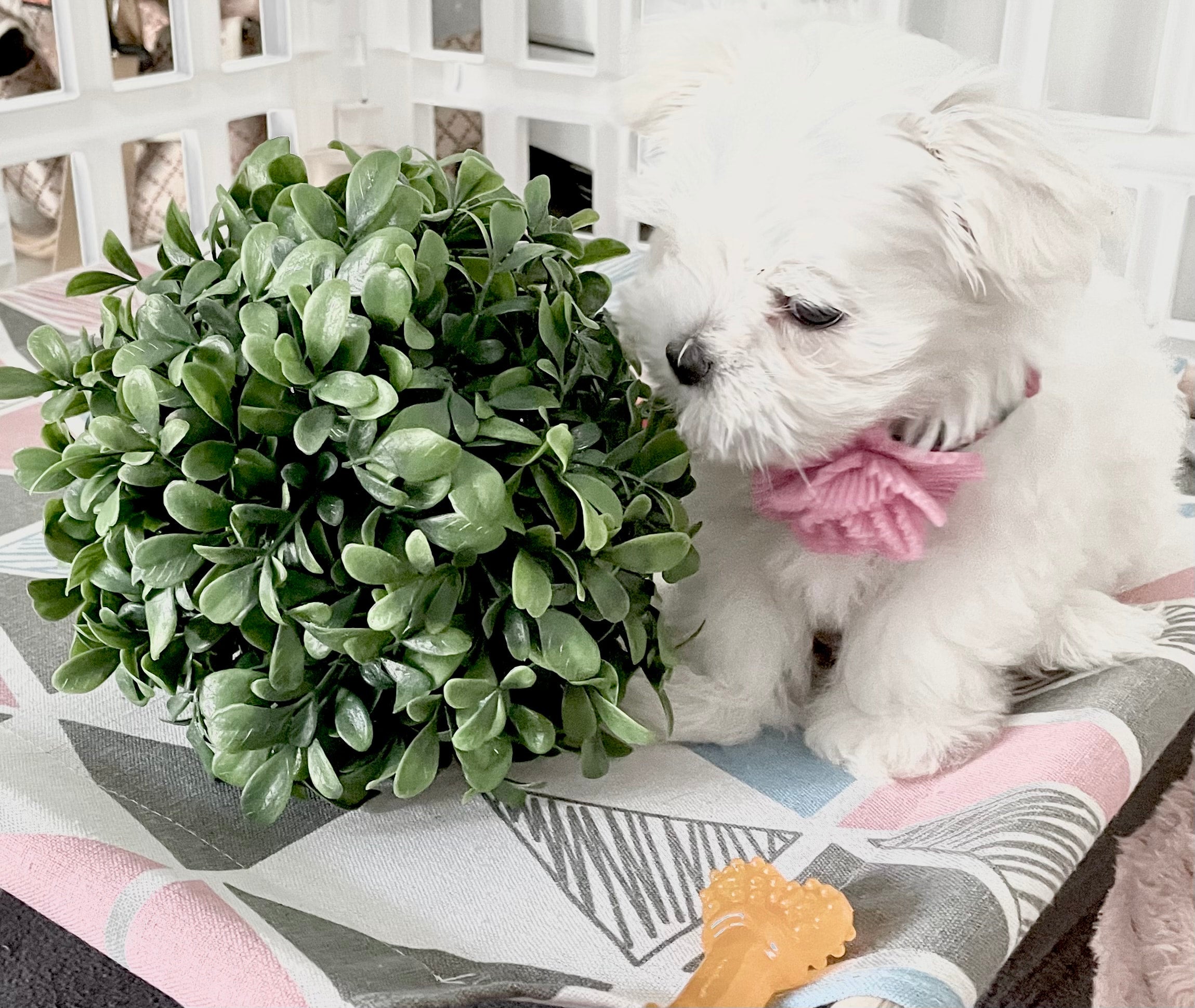 Miracle Maltese - Female Puppy Available (Mid-August, 2022) | Miracle